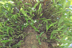 Eria pauciflora